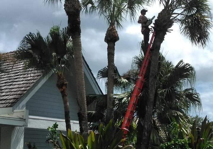 Tree Trimming - Grelite Tree Service - Polk County, FL