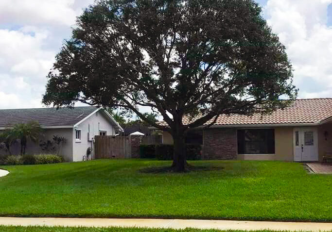 Grelite Tree Service - Tree Removal, Tree Trimming, Stump Grinding- Haines City, FL - Polk County_11