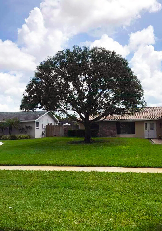 Grelite Tree Service - Tree Removal, Tree Trimming, Stump Grinding- Haines City, FL - Polk County_11