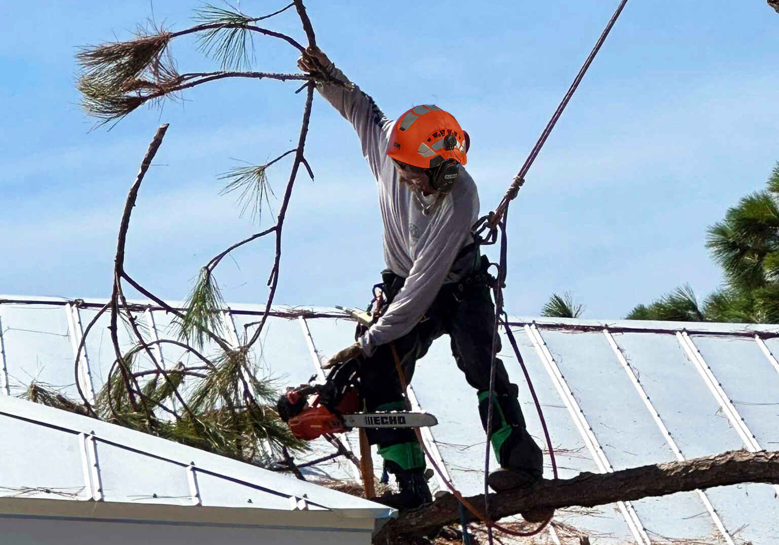 Grelite Tree Service - Tree Removal, Tree Trimming, Stump Grinding- Haines City, FL - Polk County_2