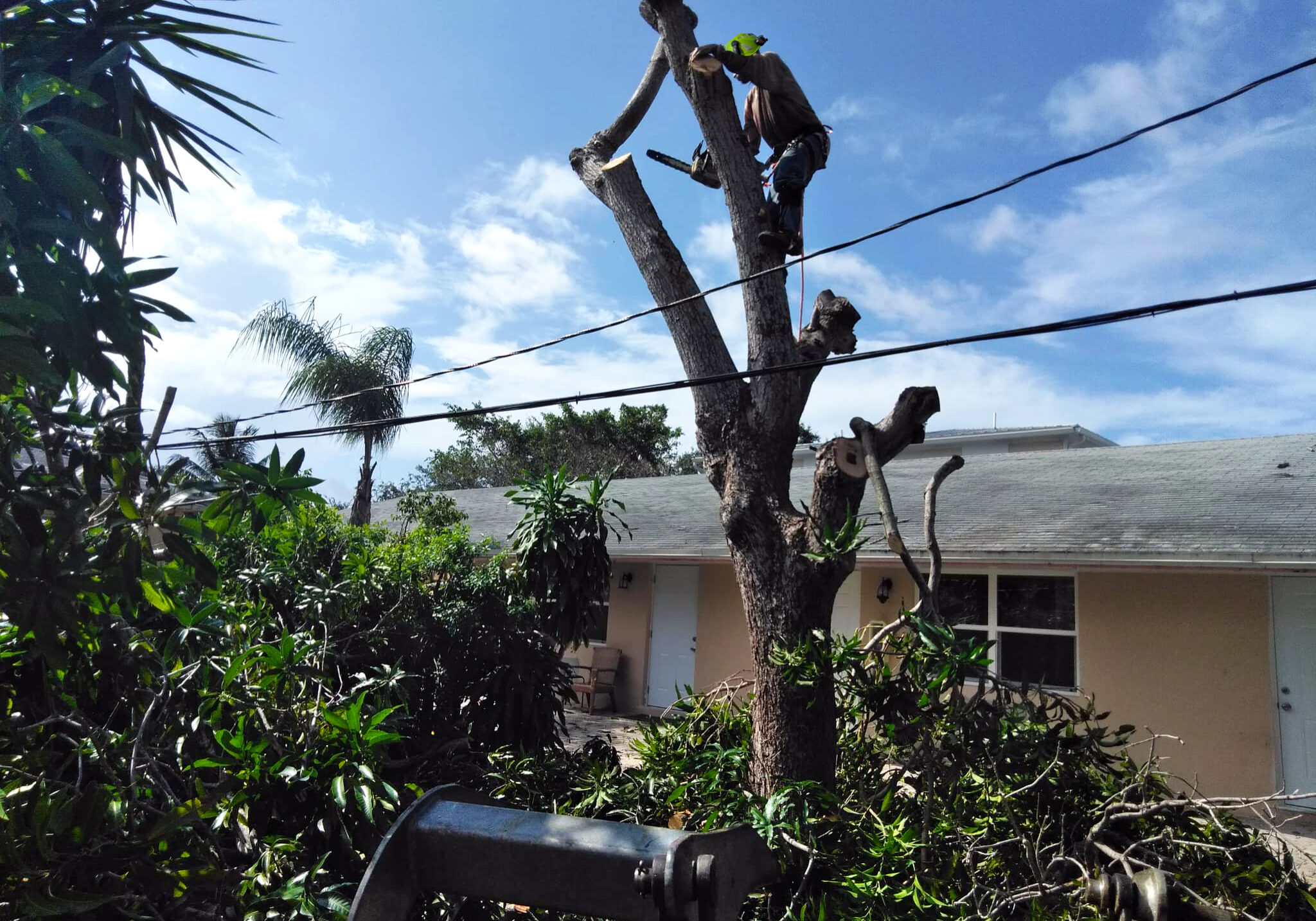 Tree Services - Grelite Tree Service