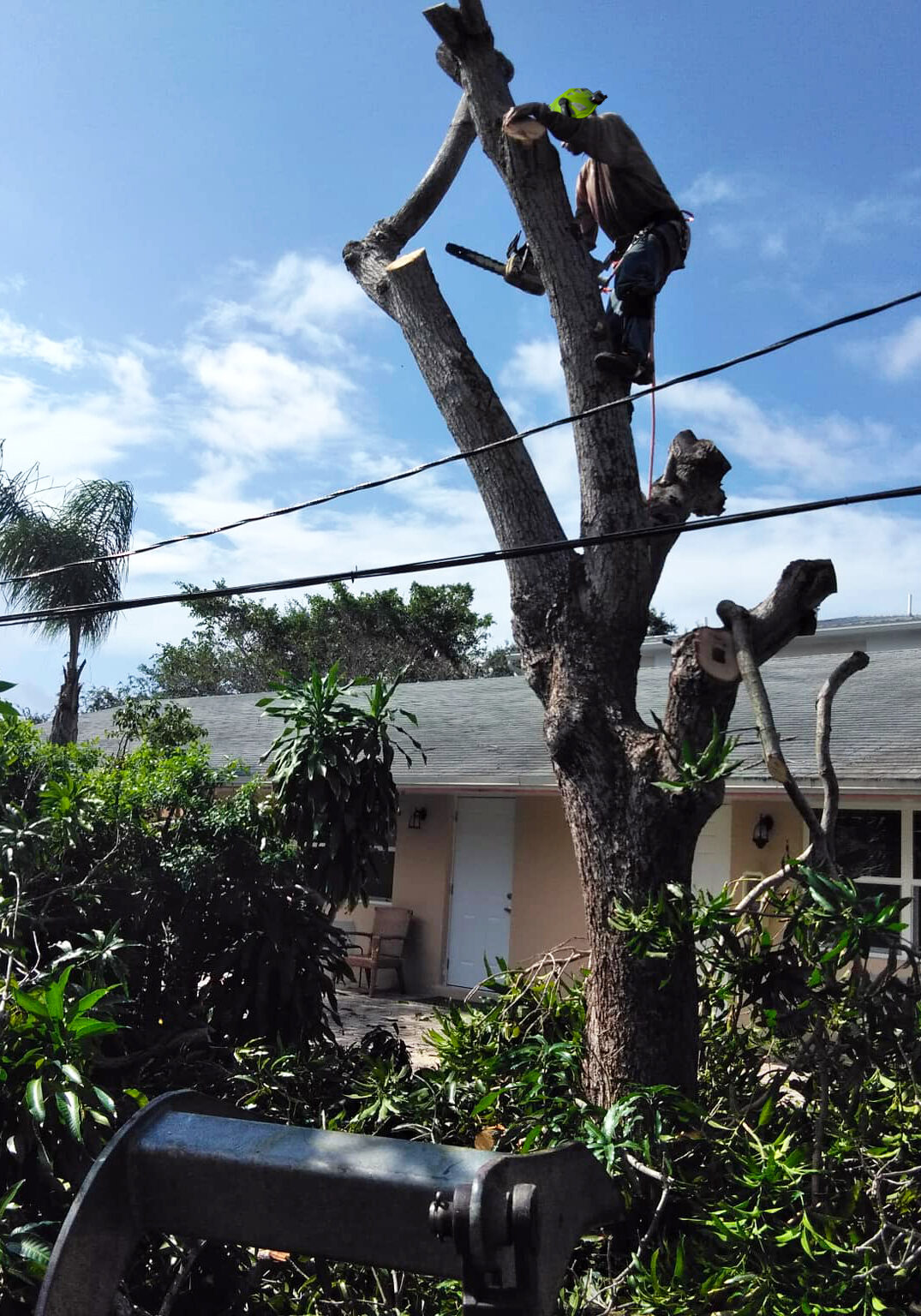 Grelite Tree Service - Tree Removal, Tree Trimming, Stump Grinding- Haines City, FL - Polk County_29